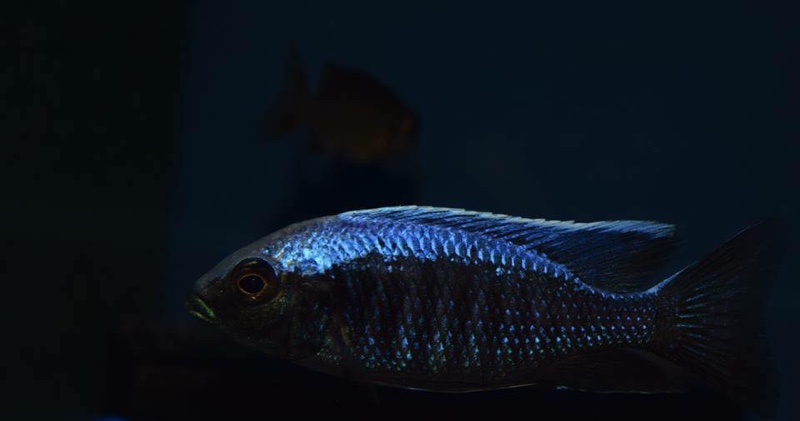 Copadichromis trewavasae 'Likoma Island'